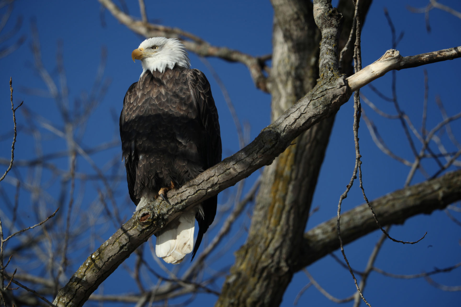 Document wildlife